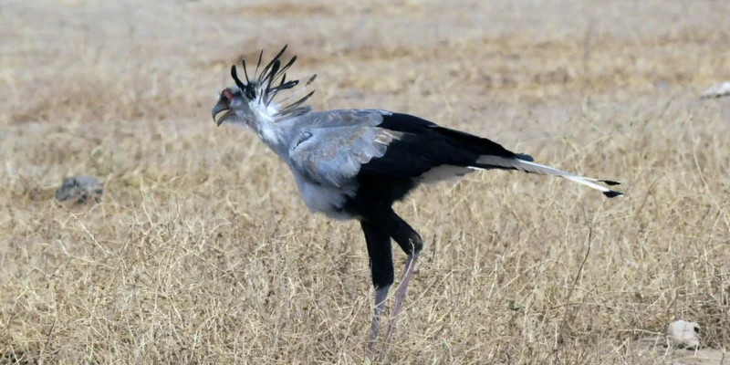 bird1