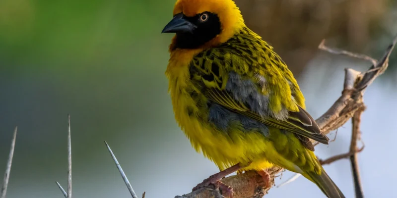 bird2